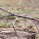 Image for article titled The weird and wonderful animals that make up Borneo's jungle ecosystem